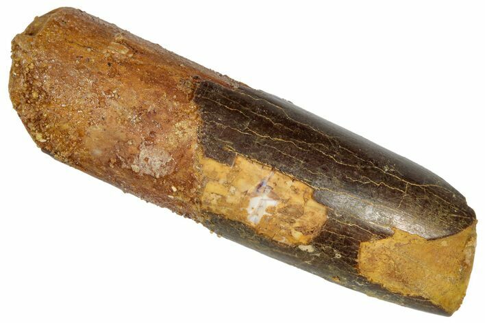 Cretaceous Fossil Sauropod Dinosaur Tooth - Morocco #332521